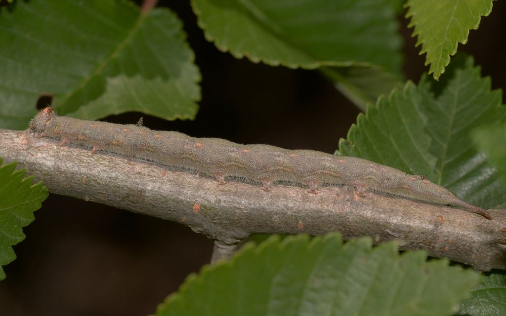 Bruco di Dicranura ulmi  (Notodontidae)